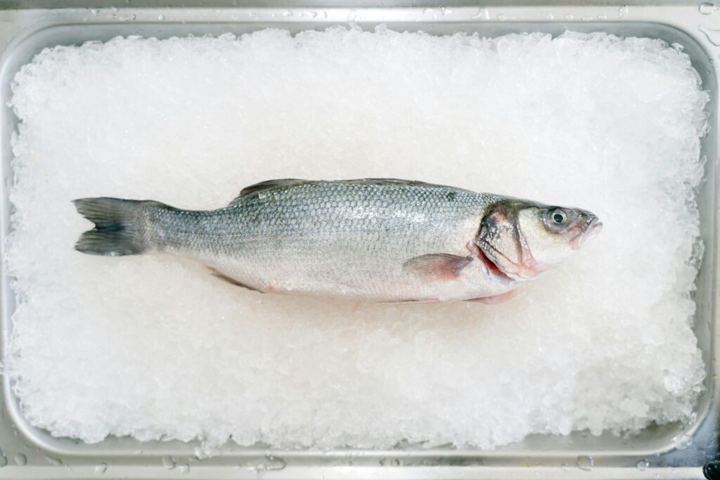 raw fresh bass on ice