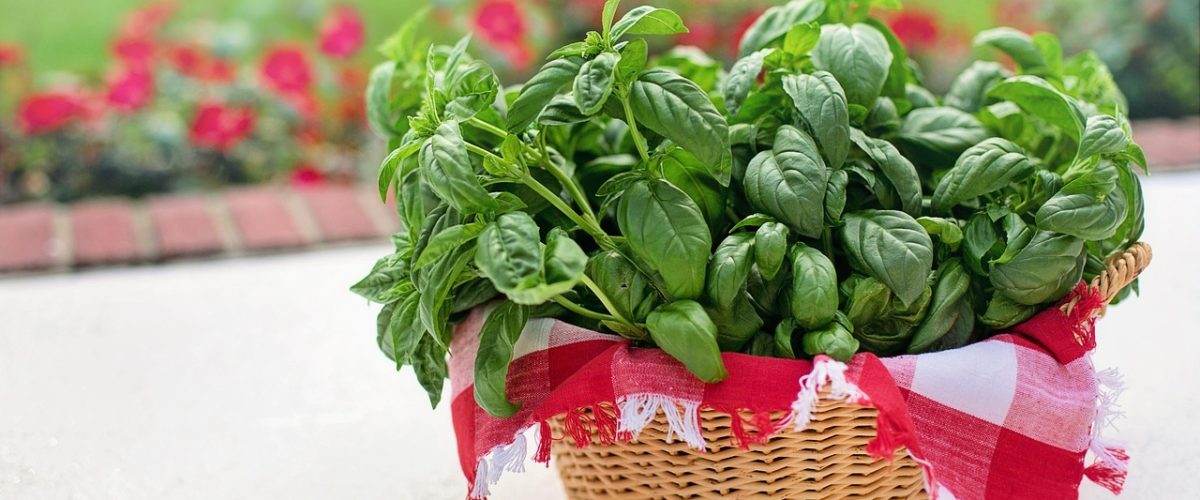 basil-3507984_1280
