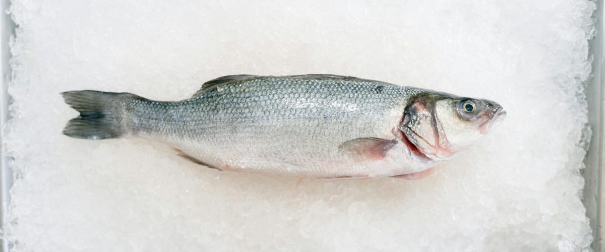 raw fresh bass on ice